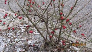 IMG_4446.JPG