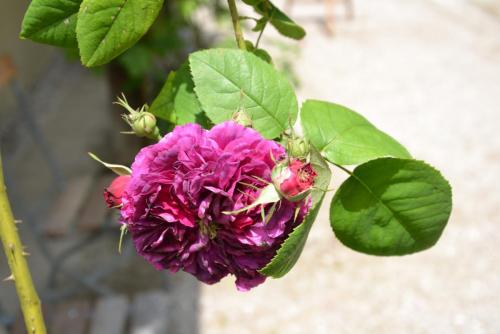 DSC_0356.JPG