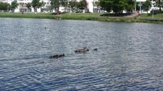 IMG_4648.JPG