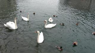 IMG_7082.JPG