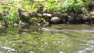 IMG_4643.JPG