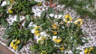 IMG_5031.JPG