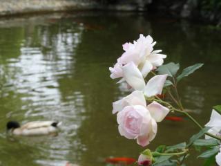 DSC02710.jpg