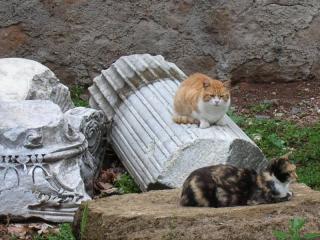 кот2.jpg