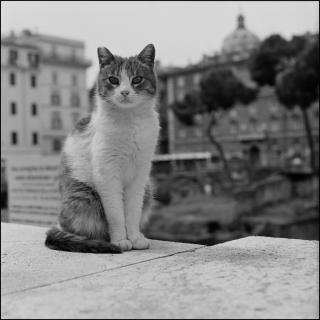 кот4.jpg