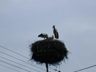 DSC01455.JPG