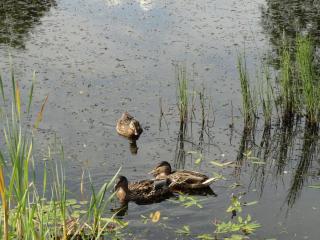 DSC05116.JPG