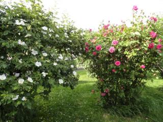 DSC04054.jpg