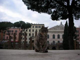 кот3.jpg