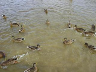 DSC04619.JPG