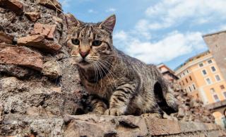 кот6.jpg