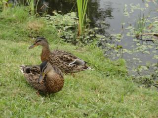 DSC05156.JPG