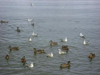 DSC04708.JPG
