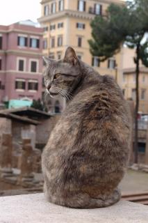 кот5.jpg