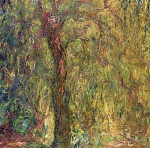 плакучая ива.jpg