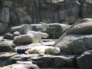 IMG_2319.jpg