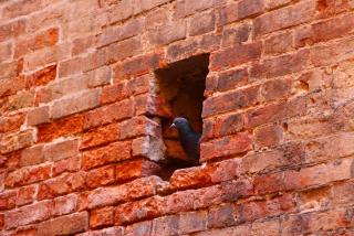 IMG_9821.JPG