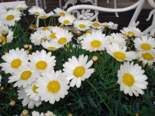 DSC04330.JPG