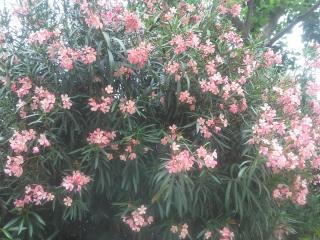 20140606_165739.jpg