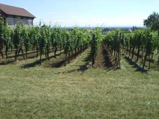 20140615_124530.jpg