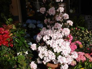 DSC04732.JPG