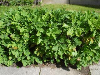 DSC05206.JPG