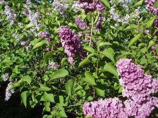 DSC05261.JPG