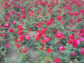 20140605_144653.jpg