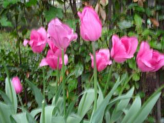 DSC04486.JPG