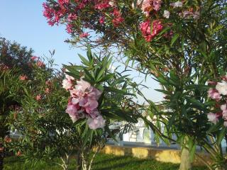 20140608_215419.jpg