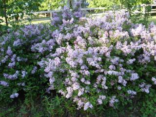 DSC05263.JPG