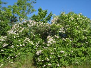 DSC05267.JPG