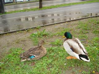 DSC04327.JPG