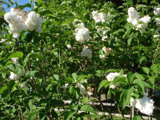 DSC05265.JPG