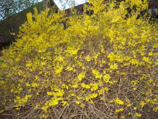 DSC04343.JPG