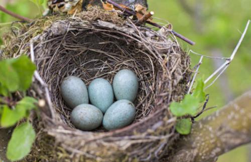birdsnest.jpg