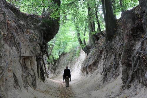 Между корней.jpg