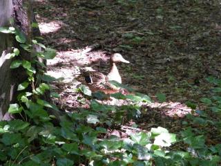 DSCF3698.JPG
