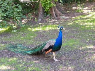 DSCF3722.JPG