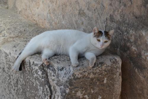 DSC_0743.JPG