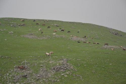 DSC_0341.JPG