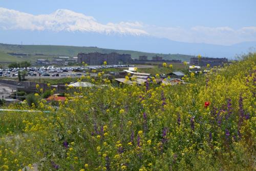 DSC_0742.JPG