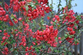 DSC_0717.JPG