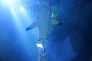 DSC00081.JPG