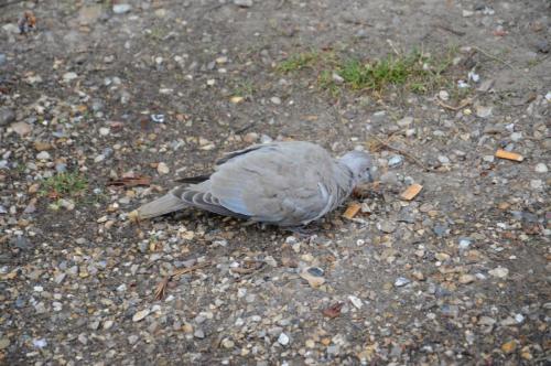 Тур 1RD ч.3 1704.JPG