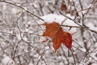 IMG_5418.JPG