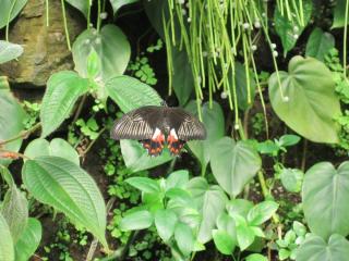 IMG_4631.JPG