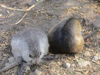IMG_4332.JPG