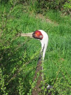 IMG_4434.JPG