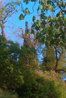 IMAG0154.jpg